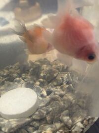 飼っている金魚のピンポンパールが気が付いたらこんな目になってました 昨日の時 Yahoo 知恵袋
