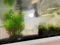 水槽の水についてどなた様かお教え下さい 飼育しているのはメダカ4匹 ヌ Yahoo 知恵袋