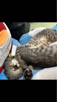 寒いからって姉猫の尻尾をマフラーにしてます 迷惑ですか Yahoo 知恵袋