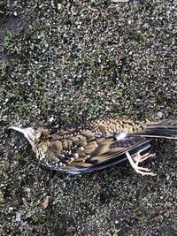 庭で死んでたこの鳥はなんですか ヒバリっぽい気がしますが Yahoo 知恵袋