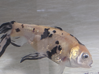 今日 金魚が卵を産んでいました 二匹飼っているのですが オスとメス Yahoo 知恵袋