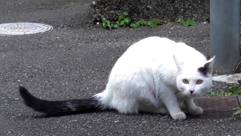 この柄の猫をなんと呼ぶのでしょうか 白猫で尻尾が黒くて頭にブチがあ Yahoo 知恵袋