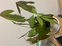 買って2年半ほど経つパキラが画像のような状態になりました これは水不足で枯れ Yahoo 知恵袋