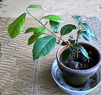 レモンの挿し木について再度質問します こんにちは 出来れば迅速に回答お願 Yahoo 知恵袋