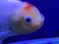 金魚の寄生虫 病気について うちのらんちゅうを覗いてみたら こ Yahoo 知恵袋