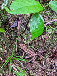 こちらのカエルはなんという種類でしょうか？

12月に沖縄のやんばる国立公園で撮影したものです。
サイズは親指ほどでした。 自力で探してみたのですが、これだ！と思うカエルが見つからず……。

ご存知の方、知恵をお貸しください。