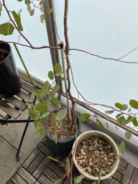 ユーカリの枝をもっと茂らせたいのですが葉がないとこで剪定してもそこ Yahoo 知恵袋