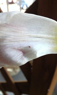赤いアブラムシ チューリップの花びらに全身赤いアブラムシみたいなのがついて Yahoo 知恵袋