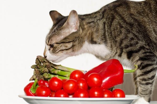 ネコちゃんは野菜を食べても 大丈夫ですか？