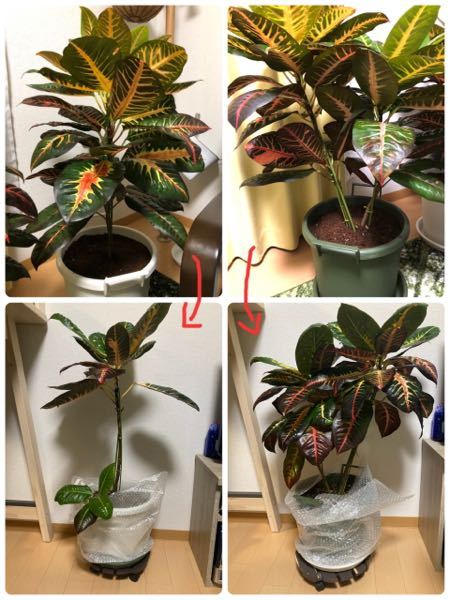 クロトン エクセレント 3株植え A5 Conedconstrutora Com Br