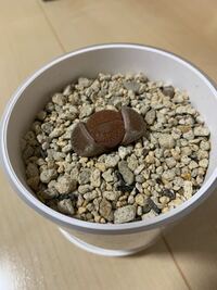 ダイソーで購入した多肉植物のリトープスなのですが 札が無かったので Yahoo 知恵袋