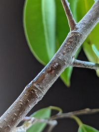 カイガラムシについて あたたかい室内でゴムの木を育てていますが 3 Yahoo 知恵袋