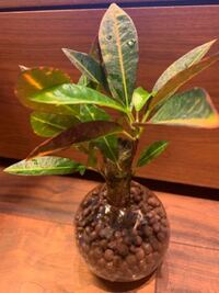 ダイソーで買った 観葉植物です 名前がわかりません 教えてく Yahoo 知恵袋