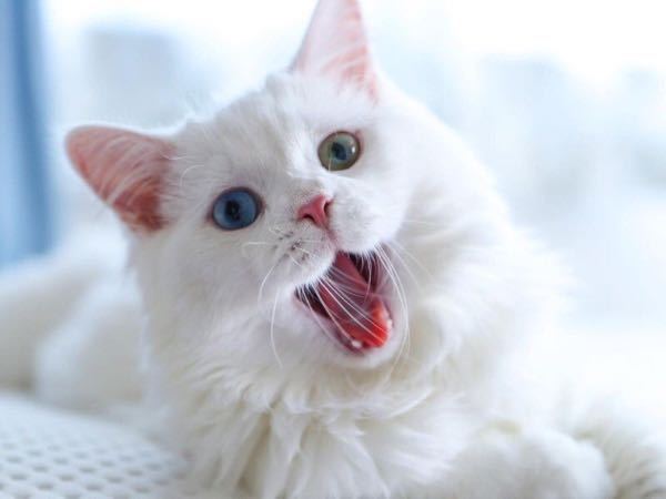 こんばんは。あくびをする白猫ちゃんは 可愛いですよね？