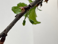 イオンで桜の枝を購入し 水挿ししています すぐに開花して花を楽しん Yahoo 知恵袋