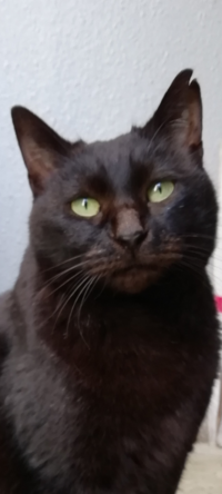 この野良猫ちゃんのお耳は サクラカットに見えますか ケンカで Yahoo 知恵袋