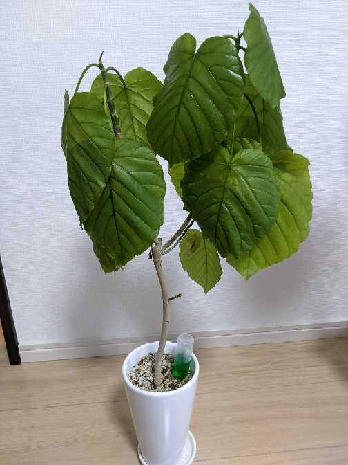 ウンベラータが急に元気がなくなりました 何が原因でしょうか Yahoo 知恵袋