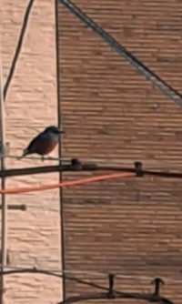 この鳥は何という鳥ですか 画像ぼやけてますが 鳴き声がとてもキレイでした お Yahoo 知恵袋