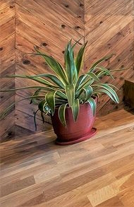 画像の解像度が低くて申し訳ありませんが この植物の名前を教えて下さ Yahoo 知恵袋