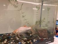 金魚飼育について質問です 金魚飼育初心者です 60cmの水槽 Yahoo 知恵袋
