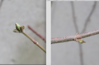 まゆみの木のつぼみです 葉芽とか花芽とか区別つきますか わたしはさ Yahoo 知恵袋