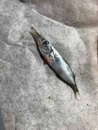 今日釣った魚のお腹にいた魚です サヨリでもダツでもなさそうですが なん Yahoo 知恵袋