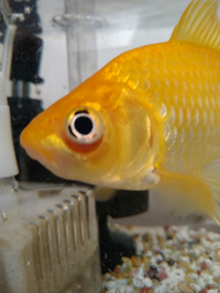 実家の金魚の尾びれに水泡のような物ができてました なんの病気でしょうか Yahoo 知恵袋