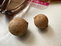 この実はなんのタネでしょうか？
沖縄の海洋博公園に落ちていたものを子供が拾ってきました。明日も行く予定なので同じところに戻してくる予定なのですが、なんの植物か質問されて困っています。 もしお分かりになる方いらっしゃれば教えてください。
大きい方は直径2cmくらいです。