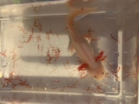 ウーパールーパーについてこの画像のウーパールーパーはショートボディ Yahoo 知恵袋