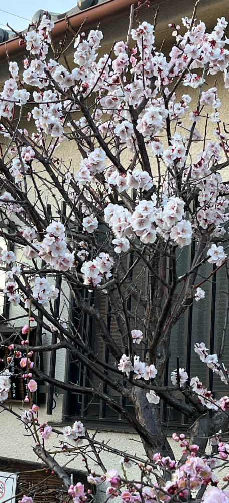 これは桜ですか？もしかして、梅の花？