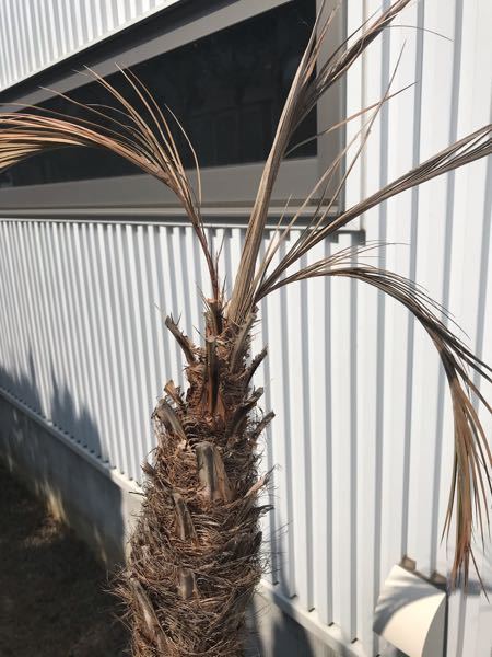 冬場に元気がなくなってしまったフェニックスロベレニーですが、これは