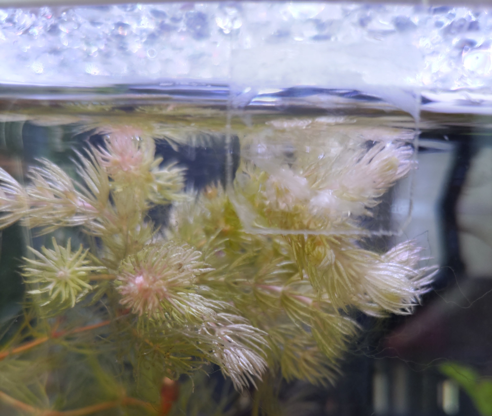 マツモのこの状態はどういう状態ですか 枯れかけているのでしょうか Yahoo 知恵袋