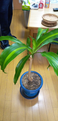 この観葉植物の名前がわかるかた どうぞ教えてください 成長するにつ Yahoo 知恵袋