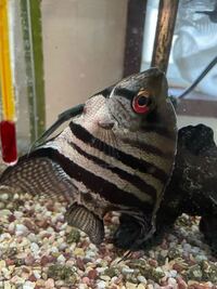 家で飼育してる熱帯魚が2週間ほど縦に泳いでいます 普段は父親と祖父が面 Yahoo 知恵袋
