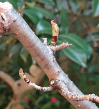 さくらんぼの花芽 うちの暖地桜桃の写真を添付しますが この芽は 花芽 Yahoo 知恵袋