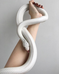 このへびの種類分かる方いらっしゃいませんか へびかわいいですよね Yahoo 知恵袋