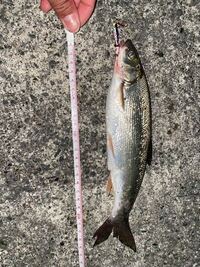 このウグイはルアーを食べてると思いますか 顎にかかってます あたりはあ Yahoo 知恵袋