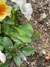 いつもお世話になります パンジーがビオラだと思うのですが 写 Yahoo 知恵袋