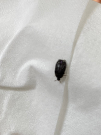 マンションの部屋に写真のような黒い虫がいました 全部で3匹ほど見つ Yahoo 知恵袋