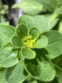 ペチュニアの苗の先がいくつか葉っぱじゃないような感じにいくつかなっ Yahoo 知恵袋