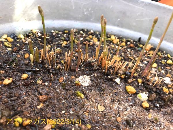 昨年6月にタネを撒き 今年の1月に伸びた葉茎が茶色に枯れて刈り取り Yahoo 知恵袋