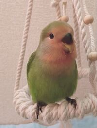 2月生まれの生後1ヶ月のコザクラインコちゃんを お迎えしたので Yahoo 知恵袋