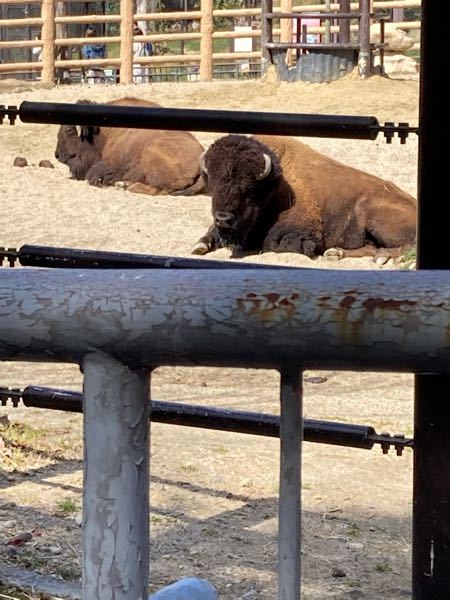 この動物の名前教えてください 動物園に行った時めちゃくちゃ可愛くてど Yahoo 知恵袋