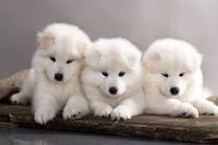 サモエドちゃんの赤ちゃんは 可愛いですよね Yahoo 知恵袋