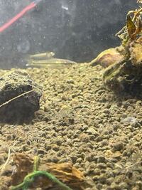 この魚の種類を教えて頂きたいです モツゴ クチボソ です Yahoo 知恵袋