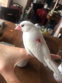愛鳥を猫に喰われました 姫ウズラ2羽の入ったケージを 掃除しようと Yahoo 知恵袋