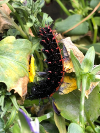 庭のプランターにオレンジと黒っぽいグロテスクな毛虫のようなのがいて 思わず発 Yahoo 知恵袋