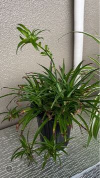 写真のオリヅルランの種類が分かる方 教えていただけましたら幸いです 中 Yahoo 知恵袋