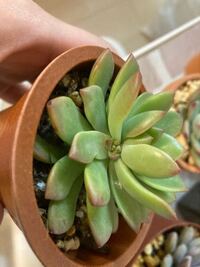 うちの多肉植物 マッコス の元気がありません 5月にお迎えして その時点で Yahoo 知恵袋