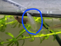 家で飼っているメダカの水槽にいるのですがこれは何でしょうか ヒラタビルと Yahoo 知恵袋